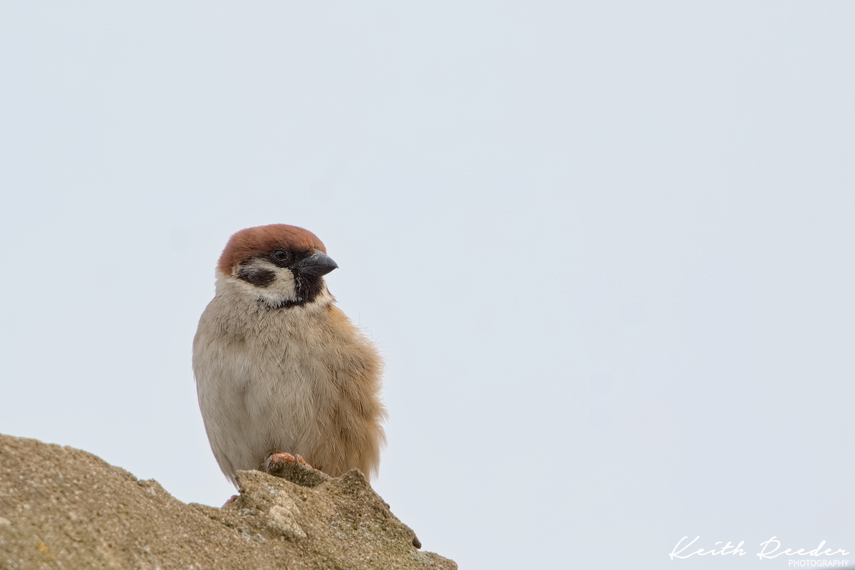 Tree sparrow, Blyth