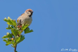 Tree sparrow Blyth
