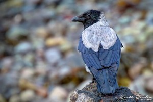 hooded crow mull DPP 1a 2a