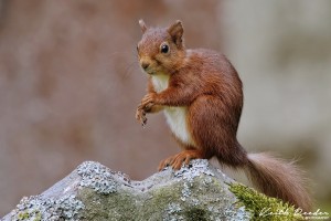 red squirrel 2