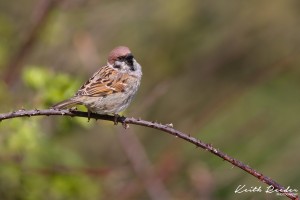 tree sparrow bempton 2 b