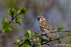 tree sparrow bempton 3a